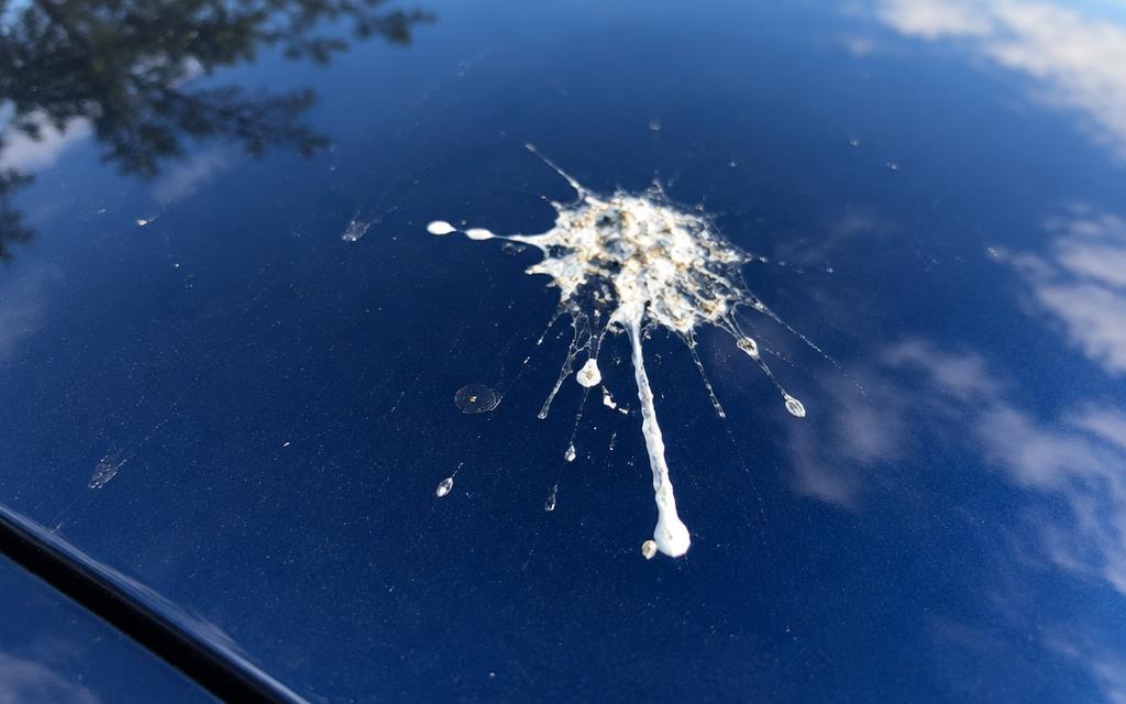 Fresh bird droppings on dark blue car paint